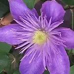 Gaestehaus Cornelia